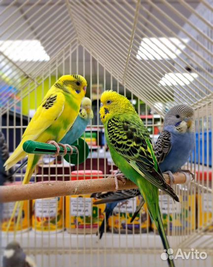 Волнистый попугай