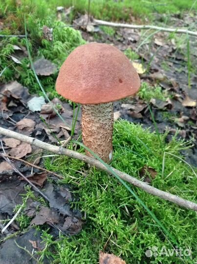 Грибы с доставкой до дома в наличии и под заказ