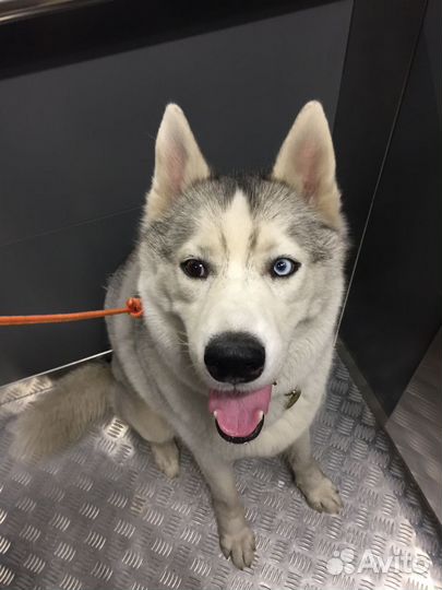 Догситтер/ передержка животных