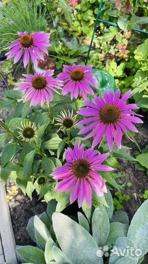 Цветы в сад