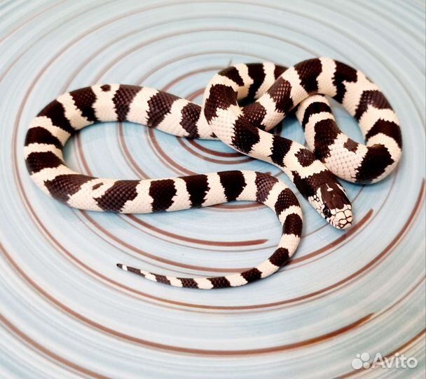 Калифорнийская королевская змея