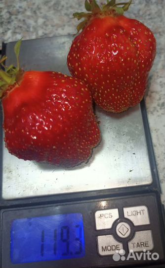 Генри рассада клубники (земляники садовой крупноп