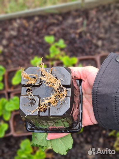 Саженцы клубника (земляники садовой) Альба, Элиани