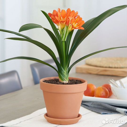 Фикус,Бегония,Декабрист,Хлорофитум,Герань