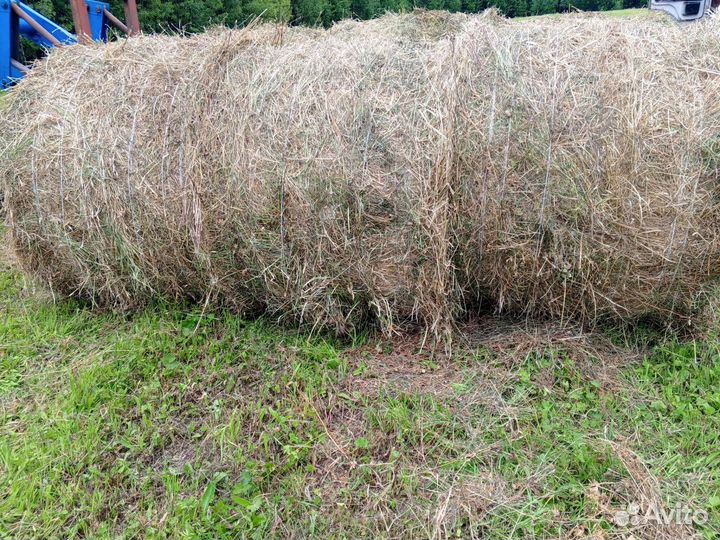 Сено в рулонах