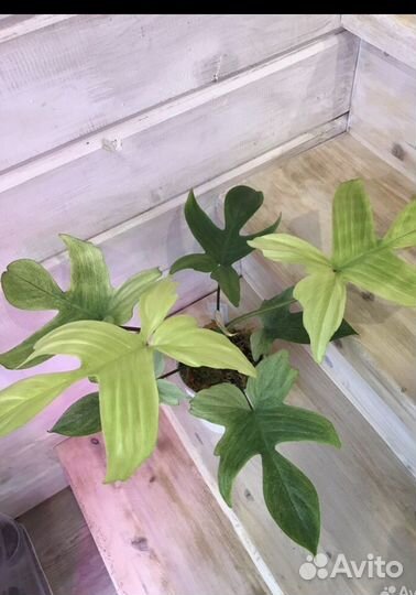 Philodendron Florida ghost (Флоридский призрак)