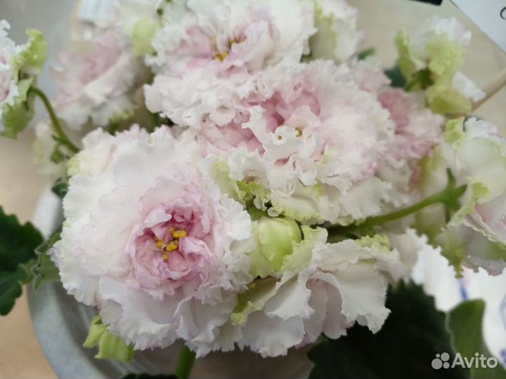 Детки сортовых фиалок