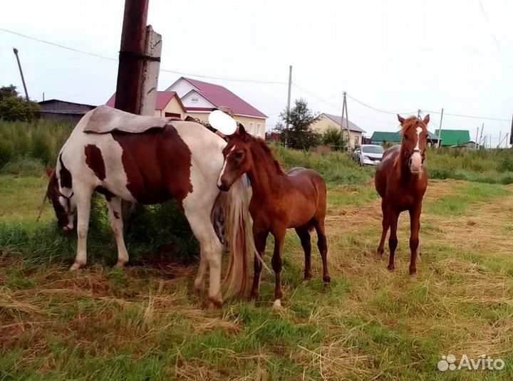 Лошадь жеребая