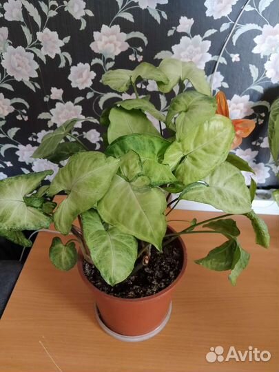 Комнатные растения