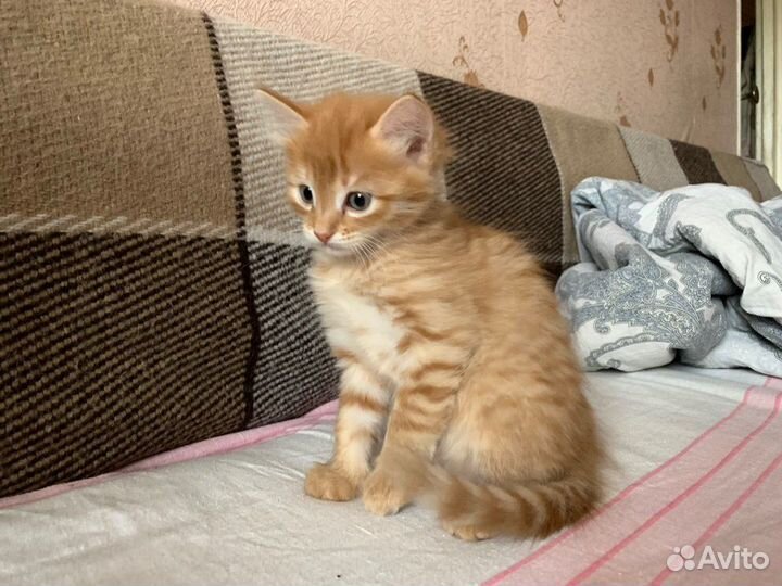 Элвис - ярко-рыжий котенок мальчик 2,5 мес в дар