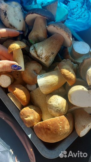 Грибы белые