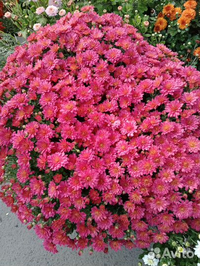 Заказ черенков хризантемы