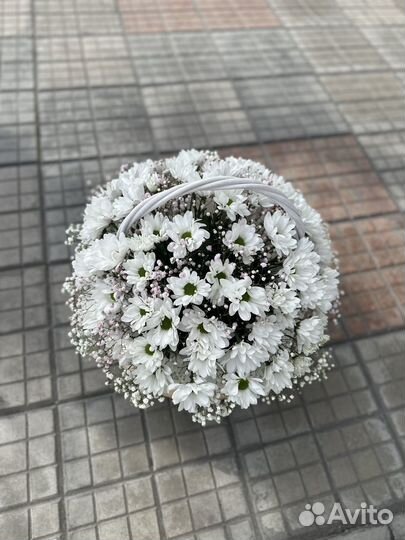 Хризантема