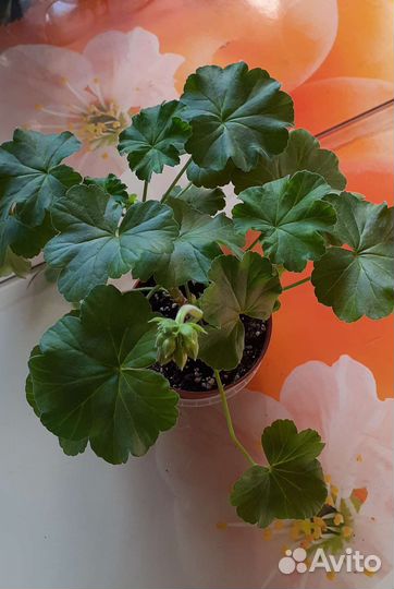 Пеларгония герань сортовая