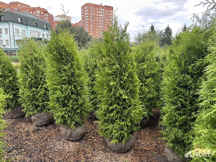 Туя Брабант 140-160