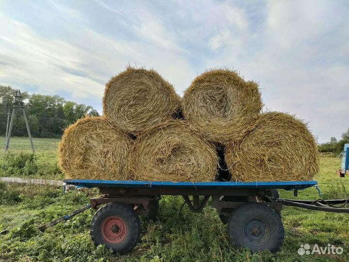 Солома ячмённая