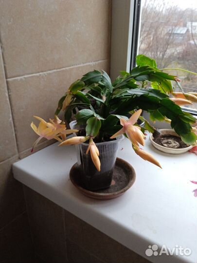 Декабрист шлюмбергера сортовые