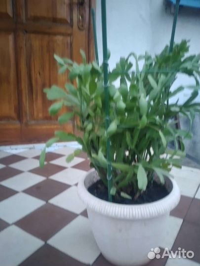 Продаю декабрист