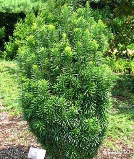 Тис головчатый Фастигиата (хвойное дерево)