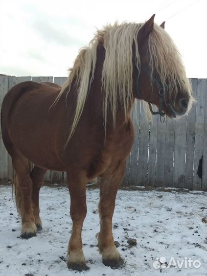 Жеребецы, кобылы