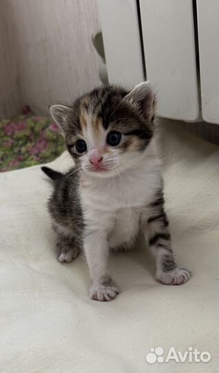 Трехцветные котята