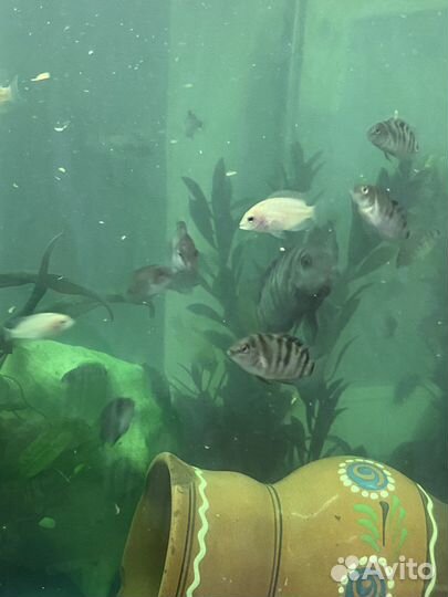 Цихлиды чернополосые