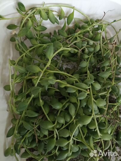 Крестовник роули