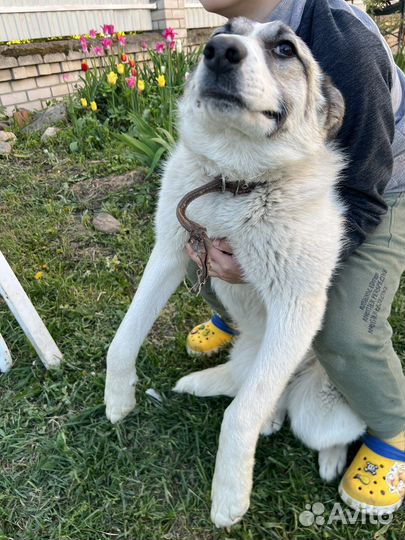 Отдам собаку в добрые руки