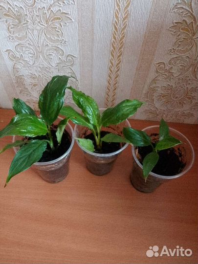 Комнатный цветок спатифиллум