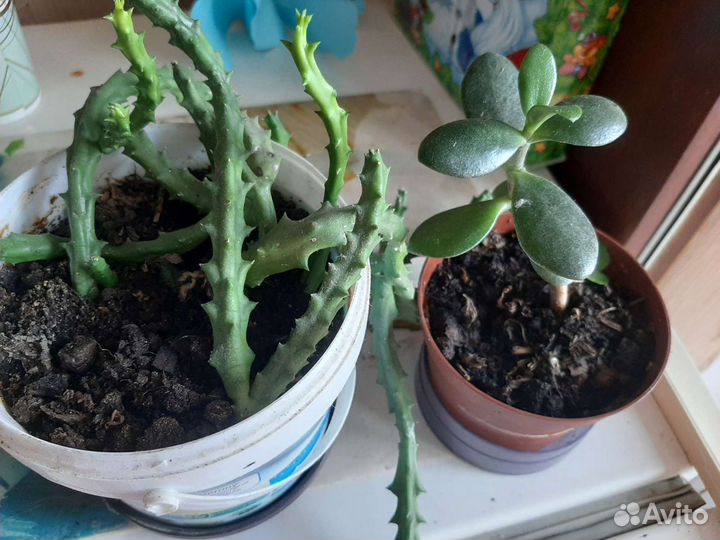 Комнатные цветы