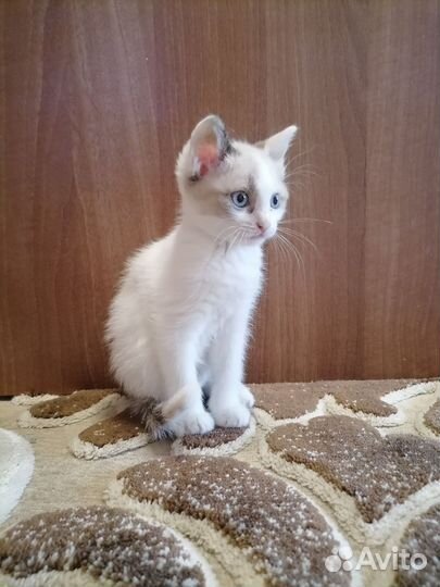 Сибирские котята в добрые руки