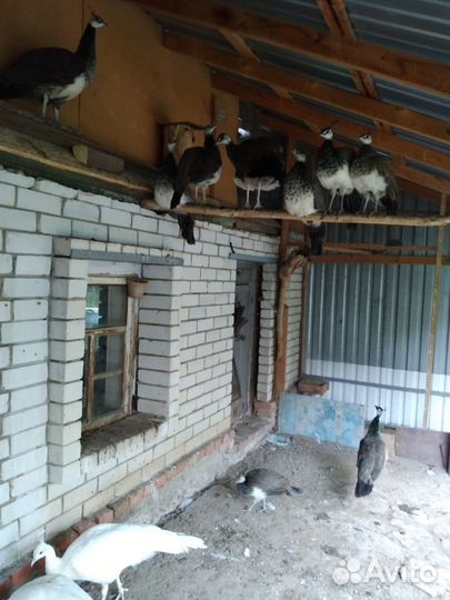 Павлины индийские. Яйца инкубационные