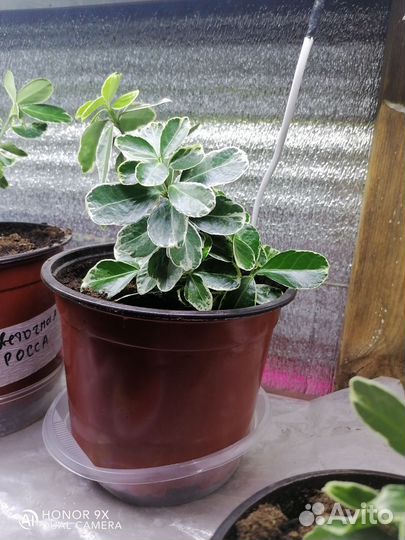 Бересклет японский