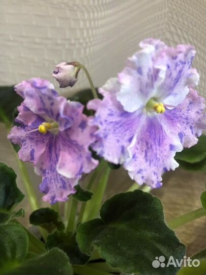 Фиалки (детки/ листы)