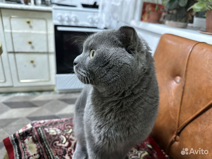 Вислоухий британец 3 года для вязки