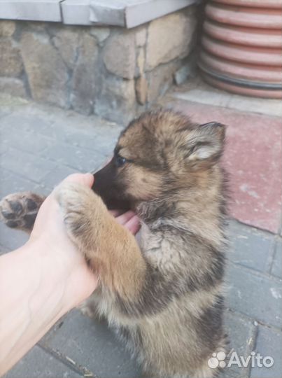 Продам щенков