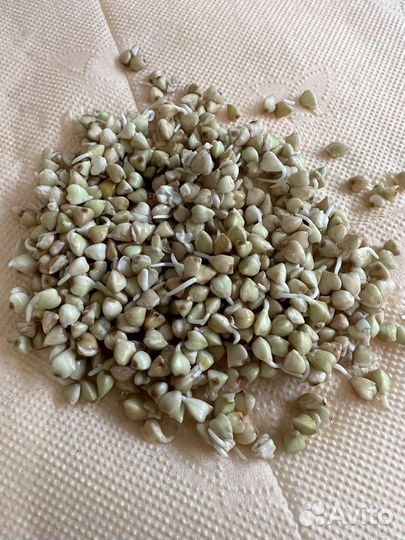 Спорт пророст. гречки