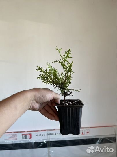 Туя смарагд