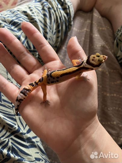 Эублефар G-pro