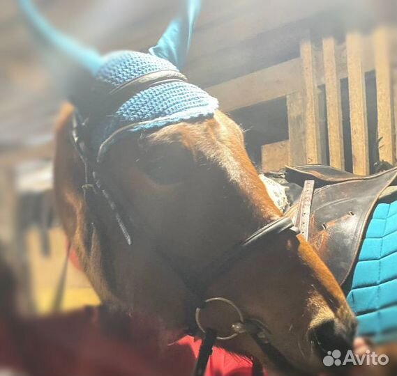 Комплект, вальтрап и ушки Full