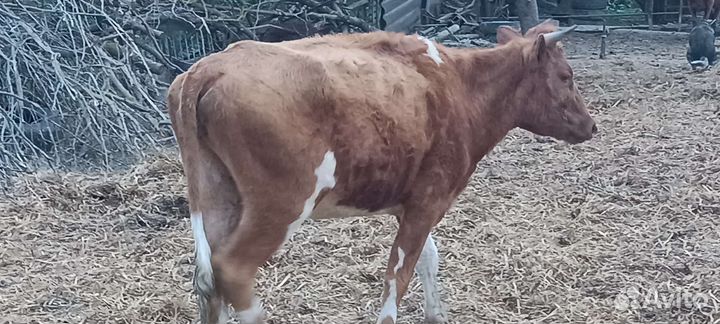 Продам 2 Тёлки