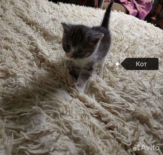 Котятки