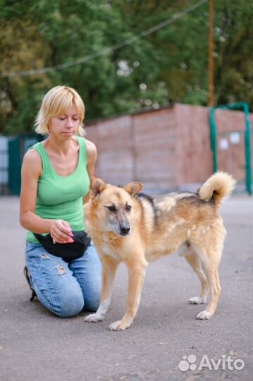 Спасите несчастную собаку из приюта, подарите дом