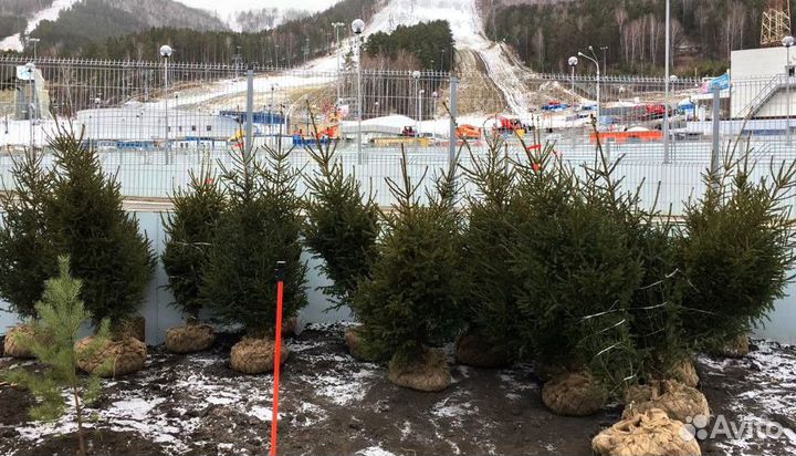 Сибирская ель экстра класс. Саженцы