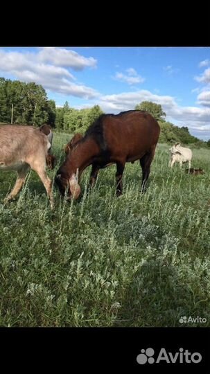 Коза нубийская козлята козочки
