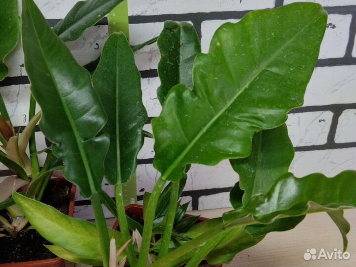 Филолендрон 2