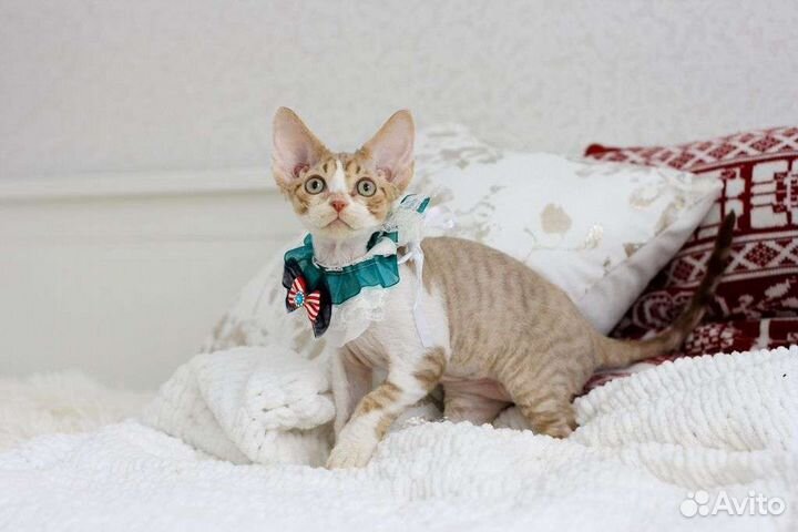 Котёнок породы Девон Рекс