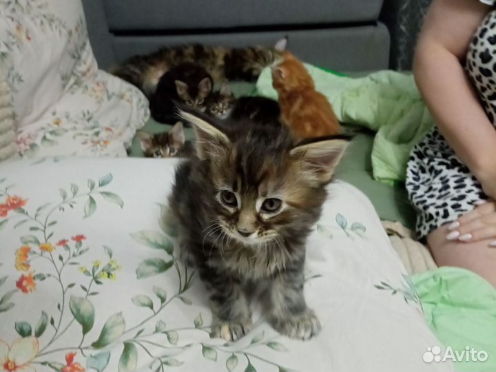 Котята мейкун