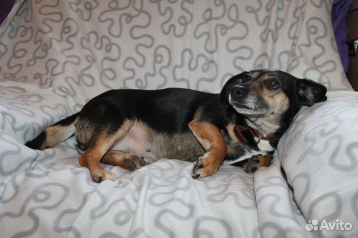 Собака Марго