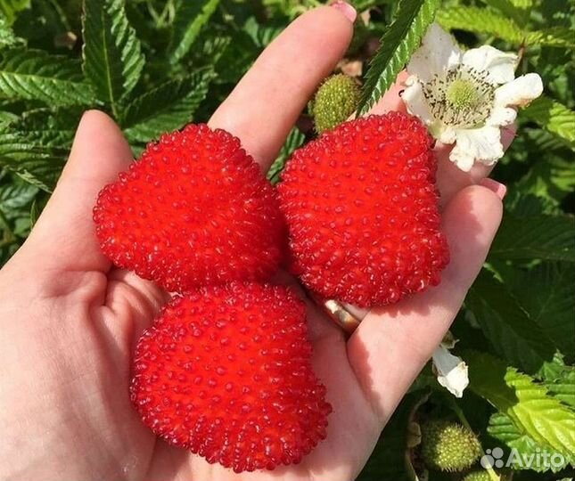 Тибетская малина саженцы